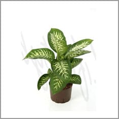 Diffenbachia