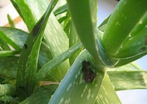 Aloe Vera Pflanze