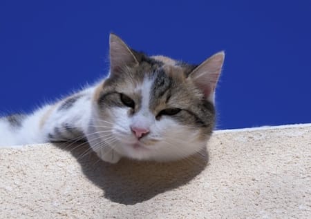 Katze räkelt sich in der Sonne