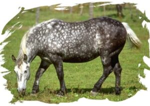 Pferd auf der Wiese