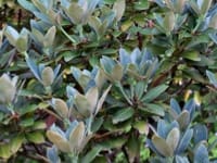 Giftpflanzen Rhododendron
