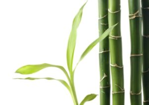 Bamboo plants