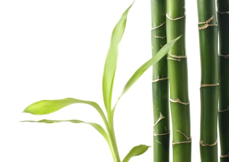Bamboo plants