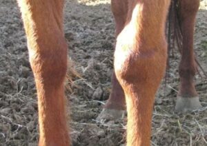 Piephack in the horse