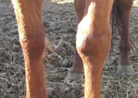 Piephack in the horse