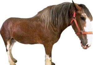 Horse poisoning