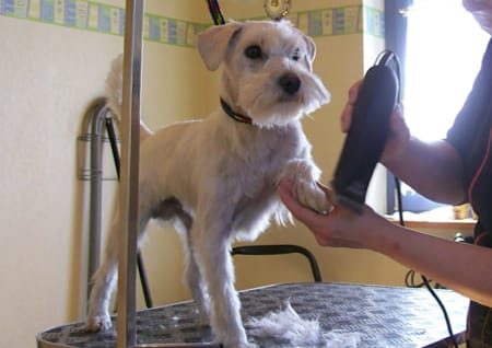Hund wird geschoren