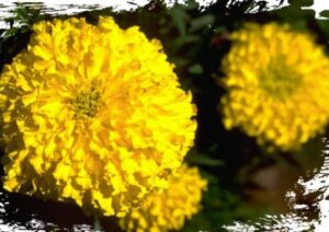 Blumen