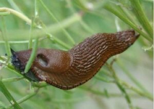 Snail plague