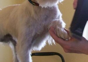 Hunde scheren