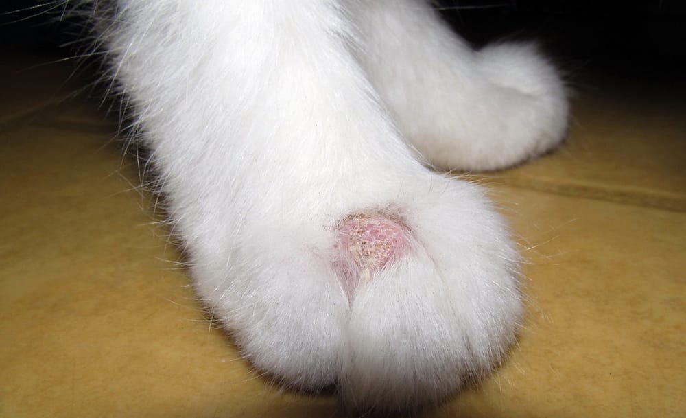 Bork lichen in cats