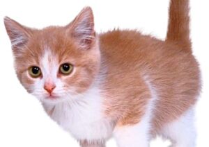 Cat child
