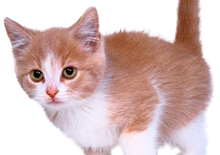 Cat child