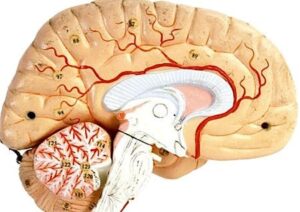 Brain