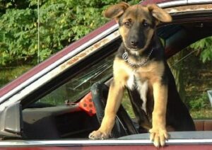 Hund im Auto