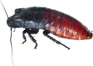 Cockroach