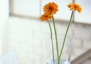 Cut flowers