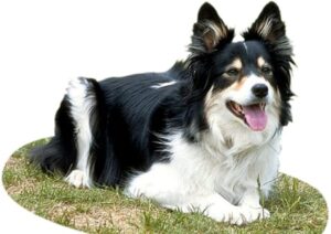Hund im Gras