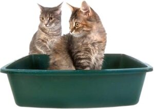 Katzentoilette