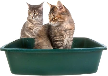 Katzentoilette