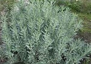 Sage plant