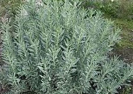 Sage plant