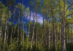 Umwelt, Natur, Wald