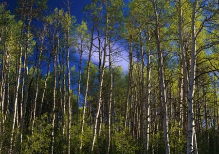 Umwelt, Natur, Wald