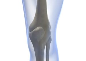 Knee joint