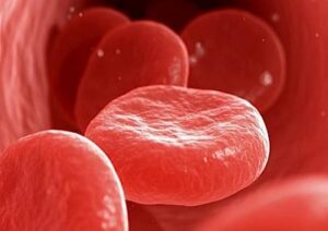 red blood cells