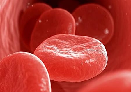 red blood cells