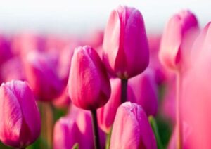Tulpen