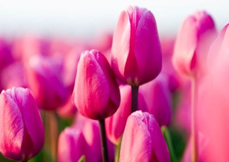 Tulpen