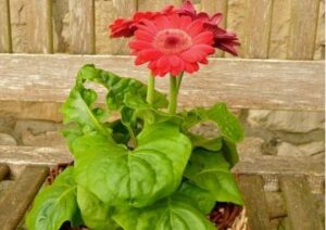 Blume im Topf