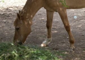 Horse eats