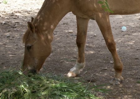 Horse eats