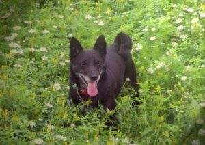 Hund auf der Wiese