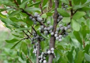 Wax myrtle