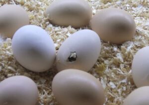 Hatching bird eggs