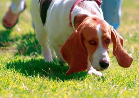 Hund im Garten
