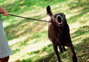 Hundebellen