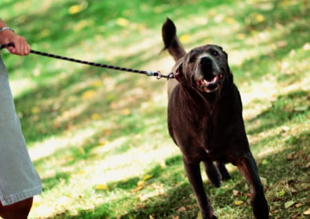 Dog barking
