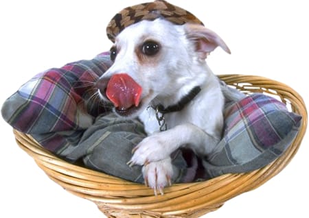 Dog in basket