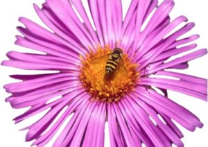 Biene auf Blume