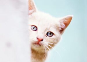 Katze in der Wohnung