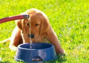 Hundewelpe