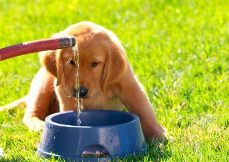 Hundewelpe