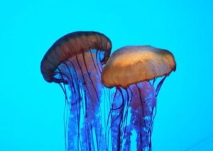 Jellyfish aquarium