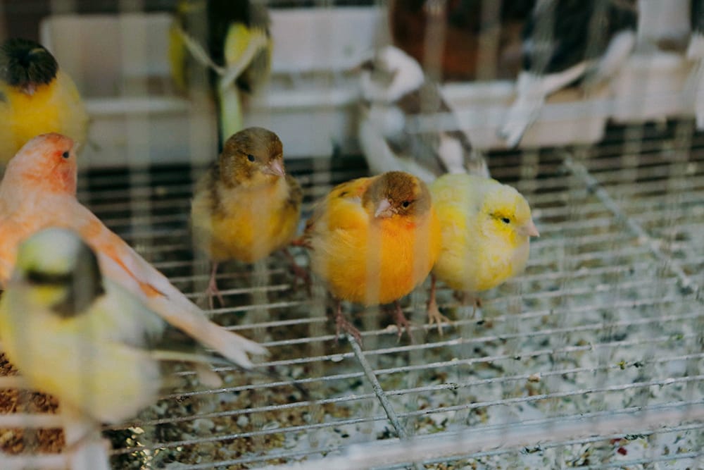 Hatching eggs under the red light lamp