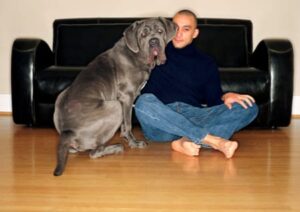 Hund in der Wohnung